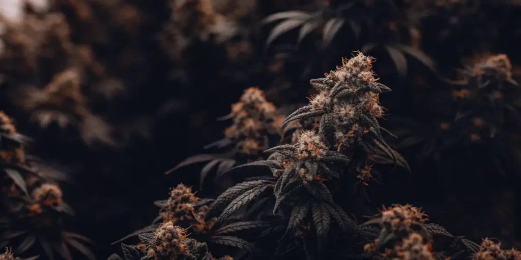 Close-up of dark cannabis buds with red hairs and trichomes, set against a dark backdrop.