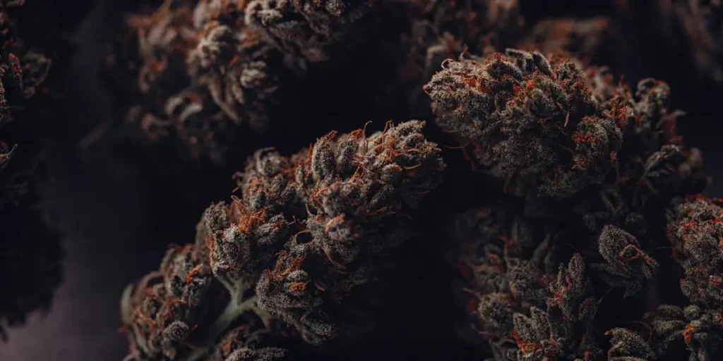 Close-up of dark cannabis buds with red hairs, displaying dense trichomes and intricate textures.