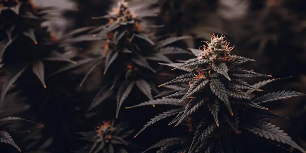 Close-up of a dense cannabis bud with orange pistils and frosty trichomes.