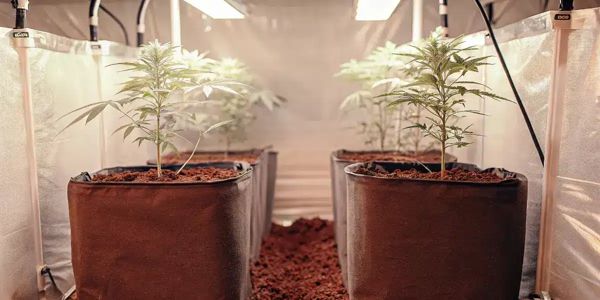 Three young cannabis plants thriving in dark fabric pots filled with soil, indoors.