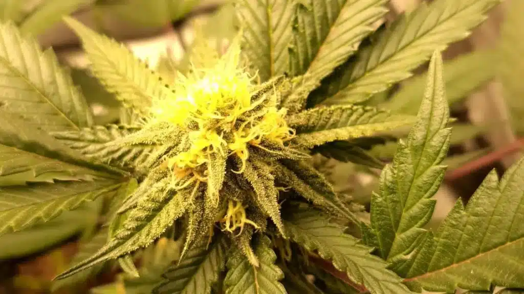 Close-up of Fat Bastard cannabis strain bud with bright yellow pistils, dense trichomes, and vibrant green leaves under soft lighting