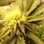 Close-up of Fat Bastard cannabis strain bud with bright yellow pistils, dense trichomes, and vibrant green leaves under soft lighting