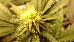 Close-up of Fat Bastard cannabis strain bud with bright yellow pistils, dense trichomes, and vibrant green leaves under soft lighting