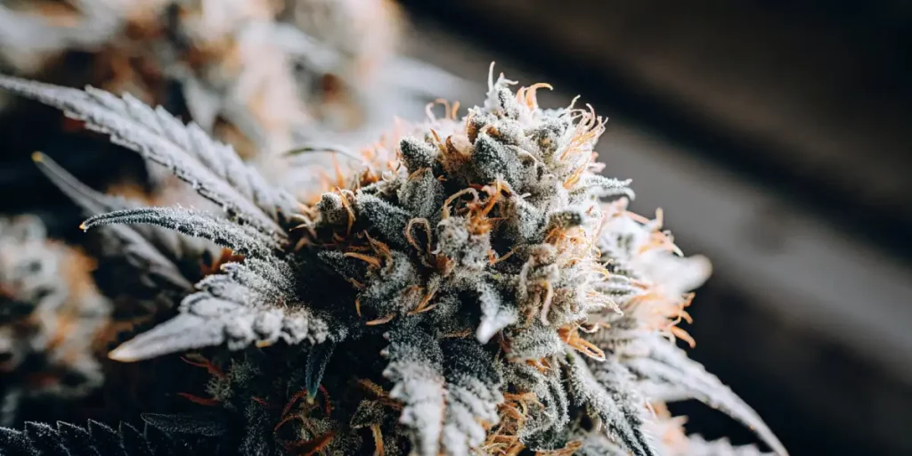 Frosted cannabis bud with orange pistils and trichomes, highlighting fine details.