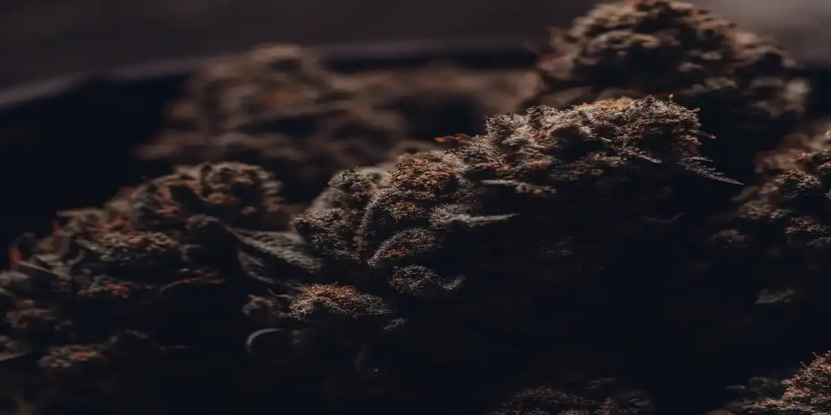Close-up of frosted cannabis buds with purple hues, covered in trichomes and dark leaves.