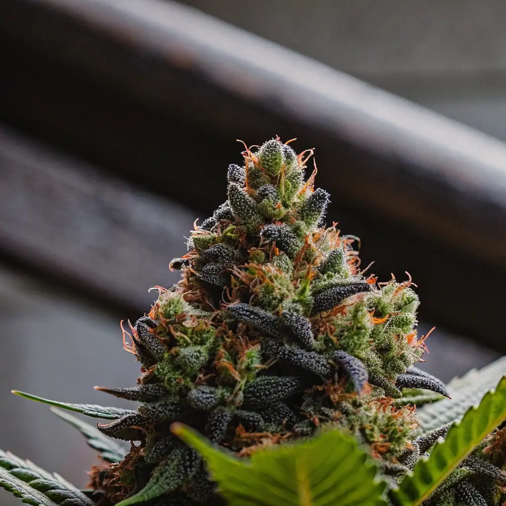Close-up of a frosty cannabis bud with orange hairs and trichomes, set against a blurred background.