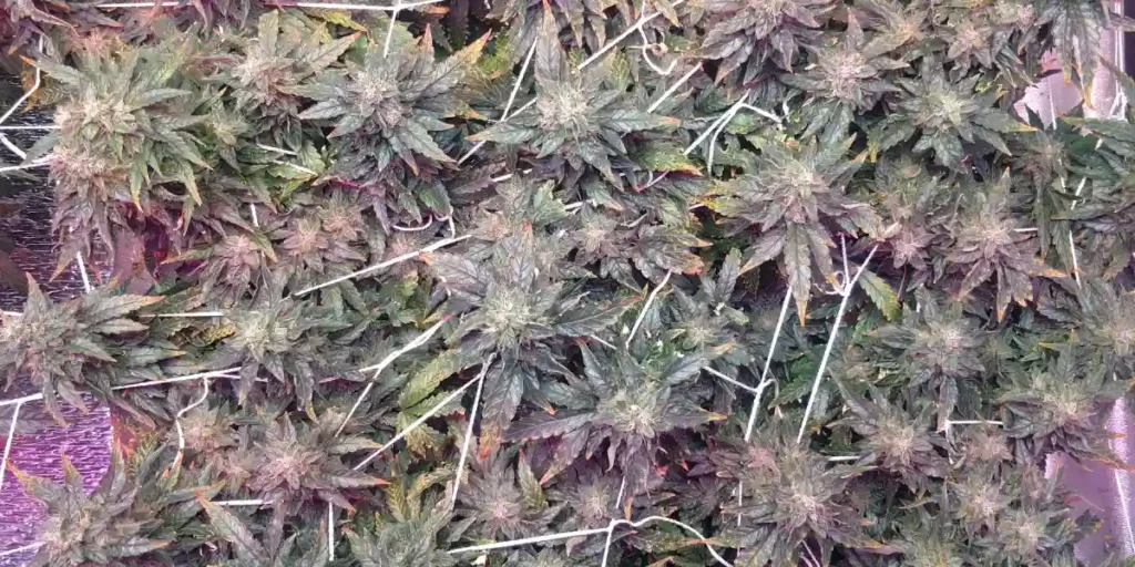 rellised cannabis canopy of the 5 Alive strain, featuring dense buds and vibrant leaves in an indoor grow room