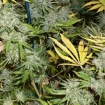 Dense Afghan Kush x Super Skunk cannabis plants with frosty buds and yellowing leaves, supported by stakes in an indoor grow room