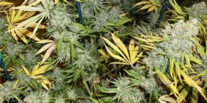 Dense Afghan Kush x Super Skunk cannabis plants with frosty buds and yellowing leaves, supported by stakes in an indoor grow room