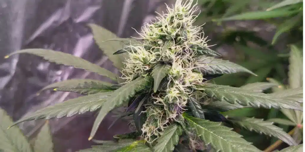 Close-up of Alaskan Purple weed strain showcasing dense buds with vibrant purple hues and frosty white pistils in an indoor grow room