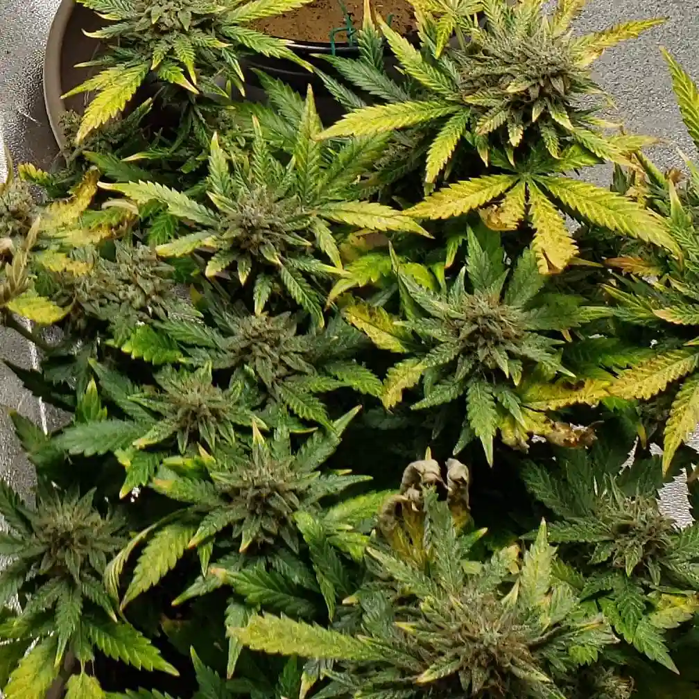 Great White Shark Weed plant with dense buds, green and yellow leaves, showing growth stage details