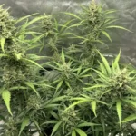 Lemon Pie OG cannabis plants with multiple tall colas, bright green leaves, and dense buds during the flowering phase