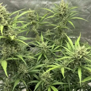 Lemon Pie OG cannabis plants with multiple tall colas, bright green leaves, and dense buds during the flowering phase