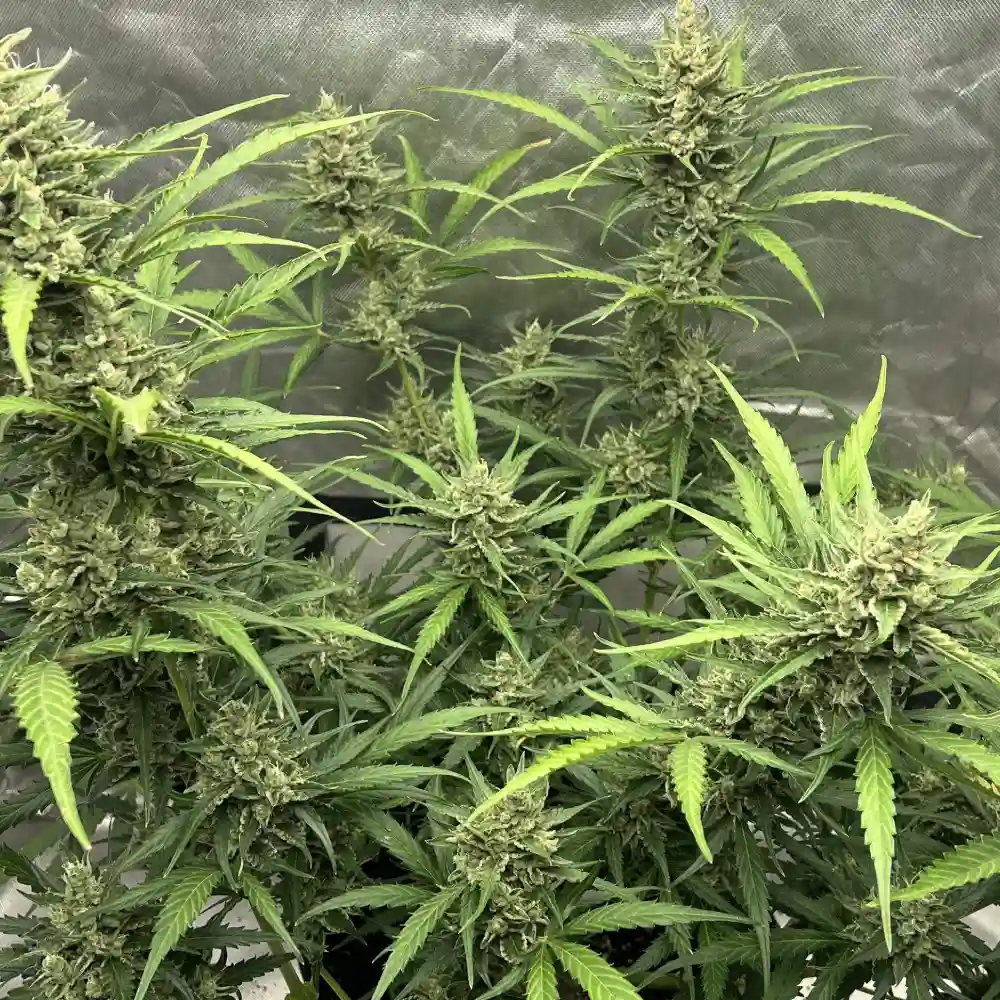 Lemon Pie OG cannabis plants with multiple tall colas, bright green leaves, and dense buds during the flowering phase