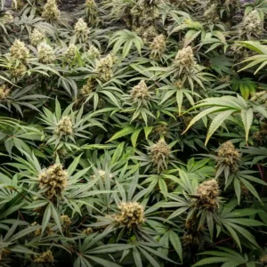 Wide view of Lemon Tree Weed plants with dense buds, bright green leaves, and multiple flowering tops