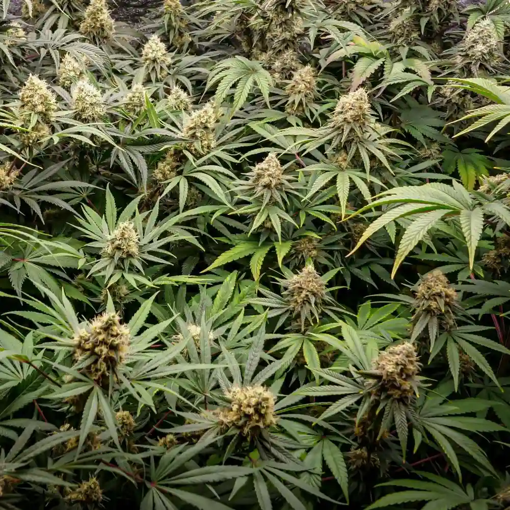 Wide view of Lemon Tree Weed plants with dense buds, bright green leaves, and multiple flowering tops