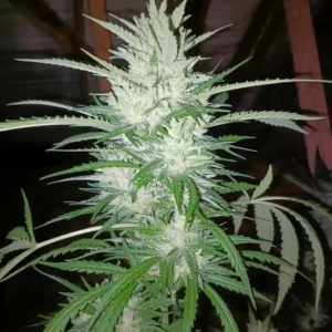 Close-up of Lemon Zkittlez Autoflower plant with frosty buds, green leaves, and dense trichomes, showcasing flowering phase