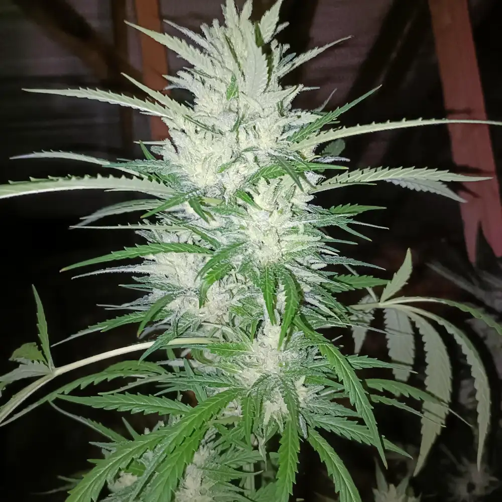 Close-up of Lemon Zkittlez Autoflower plant with frosty buds, green leaves, and dense trichomes, showcasing flowering phase