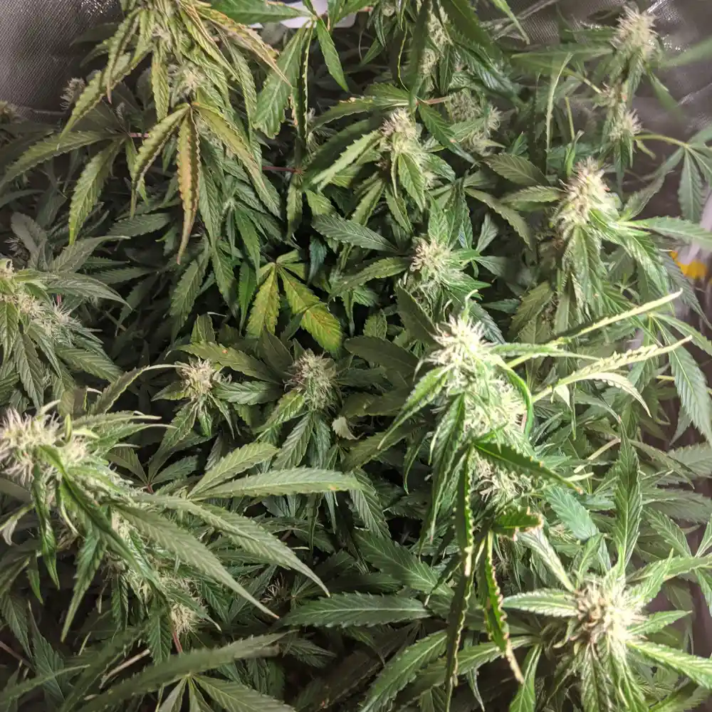 Lowryder Auto cannabis plant with multiple branches, dense buds, and green foliage, highlighting flowering stage.