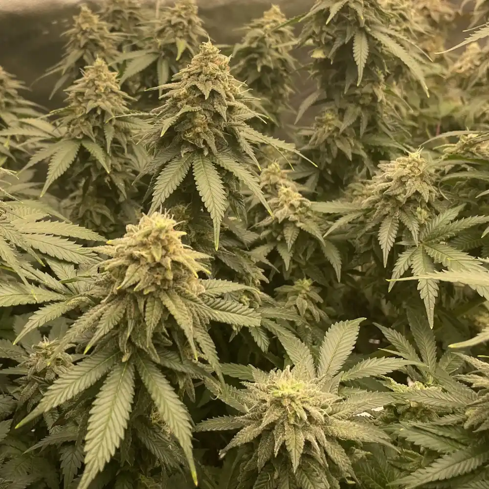 MK Ultra Weed Strain cannabis plants in flowering phase with dense buds and broad green leaves, showcasing multiple mature colas.