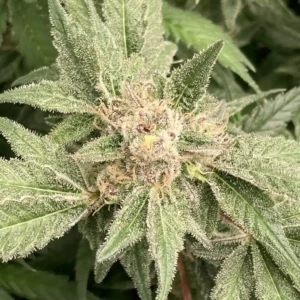 Close-up of Mac & Cheese cannabis plant showing dense trichomes, vibrant green leaves, and mature buds