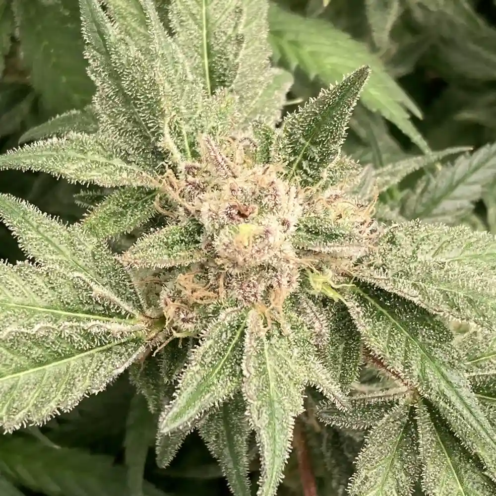 Close-up of Mac & Cheese cannabis plant showing dense trichomes, vibrant green leaves, and mature buds