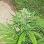 Monkey Weed cannabis plant growing outdoors with dense frosty buds and bright green leaves