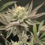 Close-up of Northern Lights Regular Strain cannabis plant with dense buds, frosty trichomes, and purple-tinted leaves during flowering.