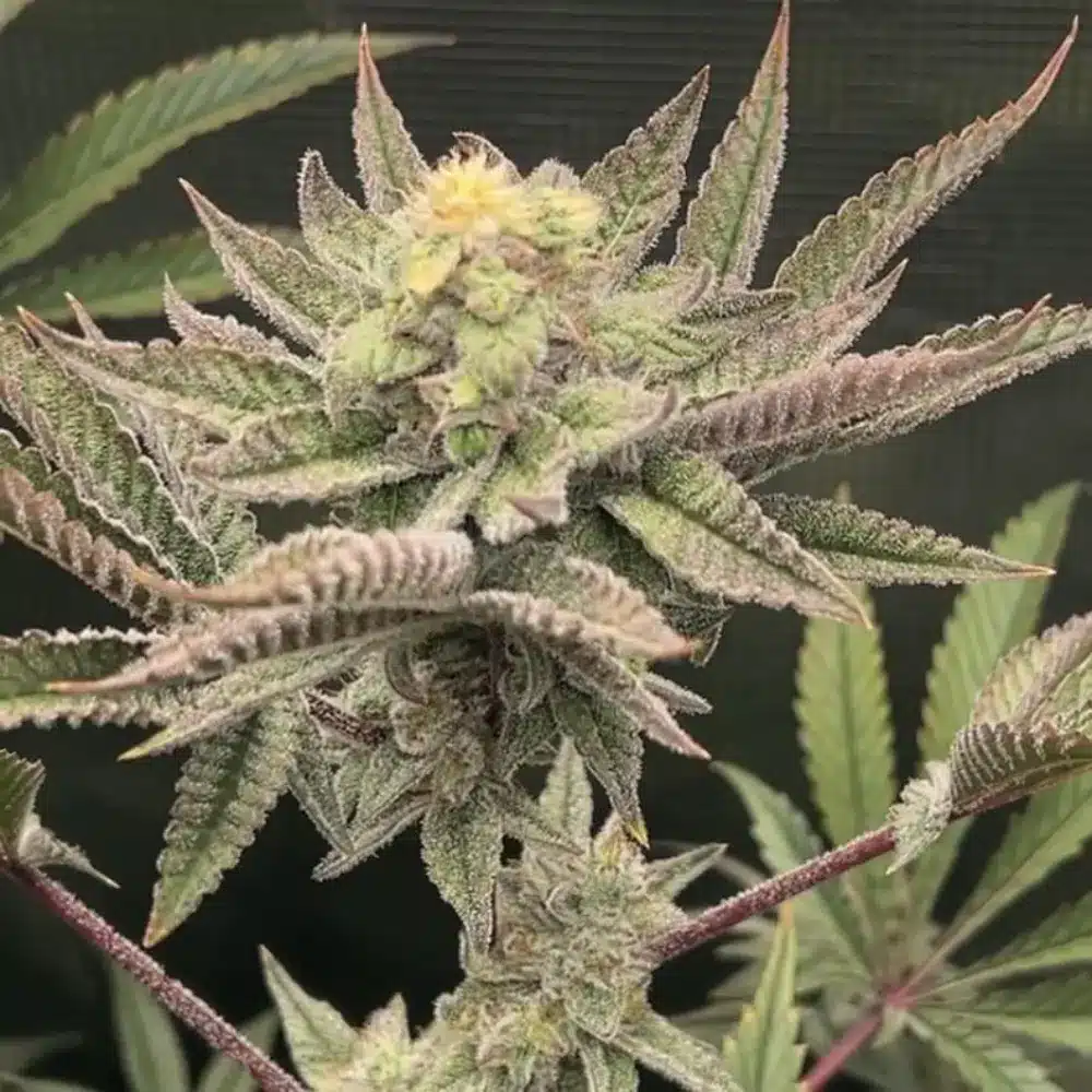 Close-up of Northern Lights Regular Strain cannabis plant with dense buds, frosty trichomes, and purple-tinted leaves during flowering.