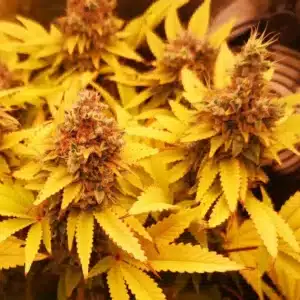 OG Glue cannabis plants with dense buds, vibrant orange pistils, and bright yellow leaves during flowering phase under warm lighting.