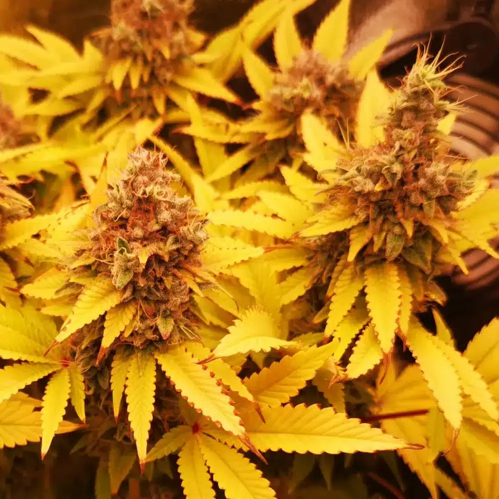 OG Glue cannabis plants with dense buds, vibrant orange pistils, and bright yellow leaves during flowering phase under warm lighting.