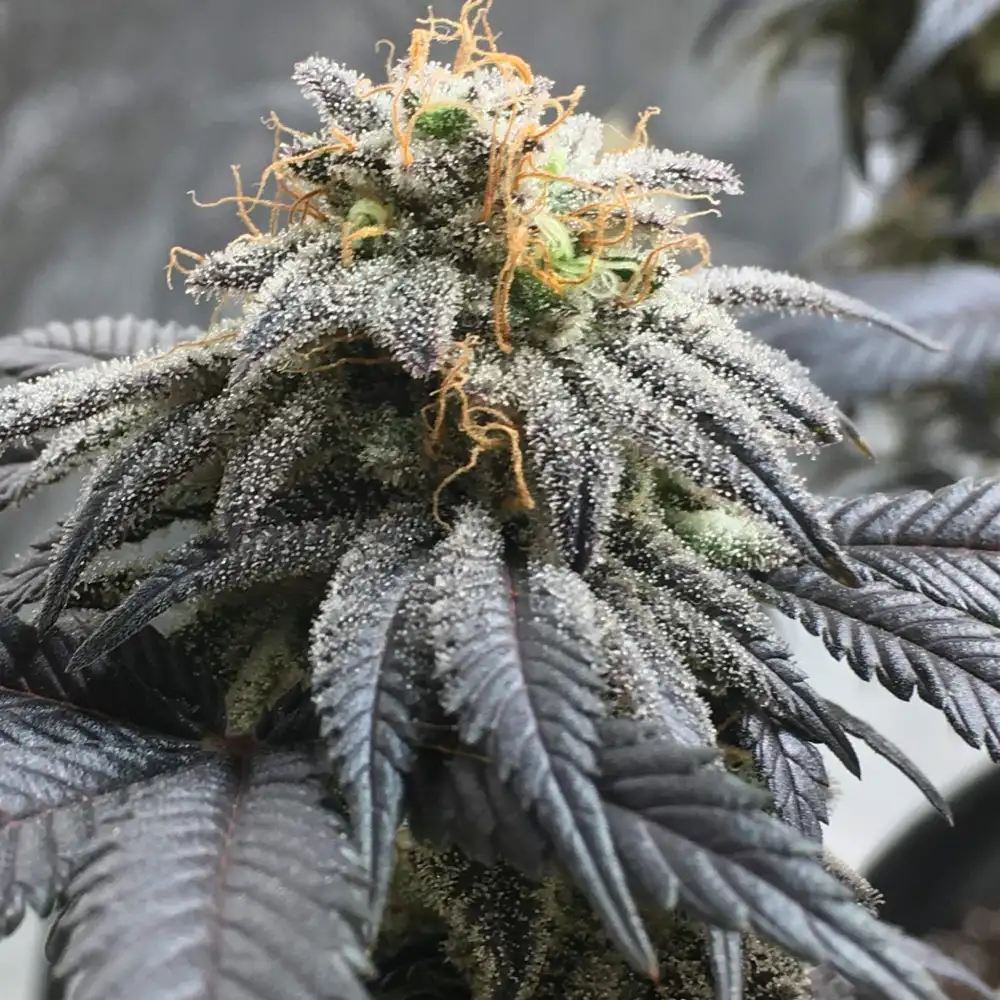 Close-up of OG Kush cannabis bud with dense trichomes, dark purple leaves, and orange pistils during flowering phase.
