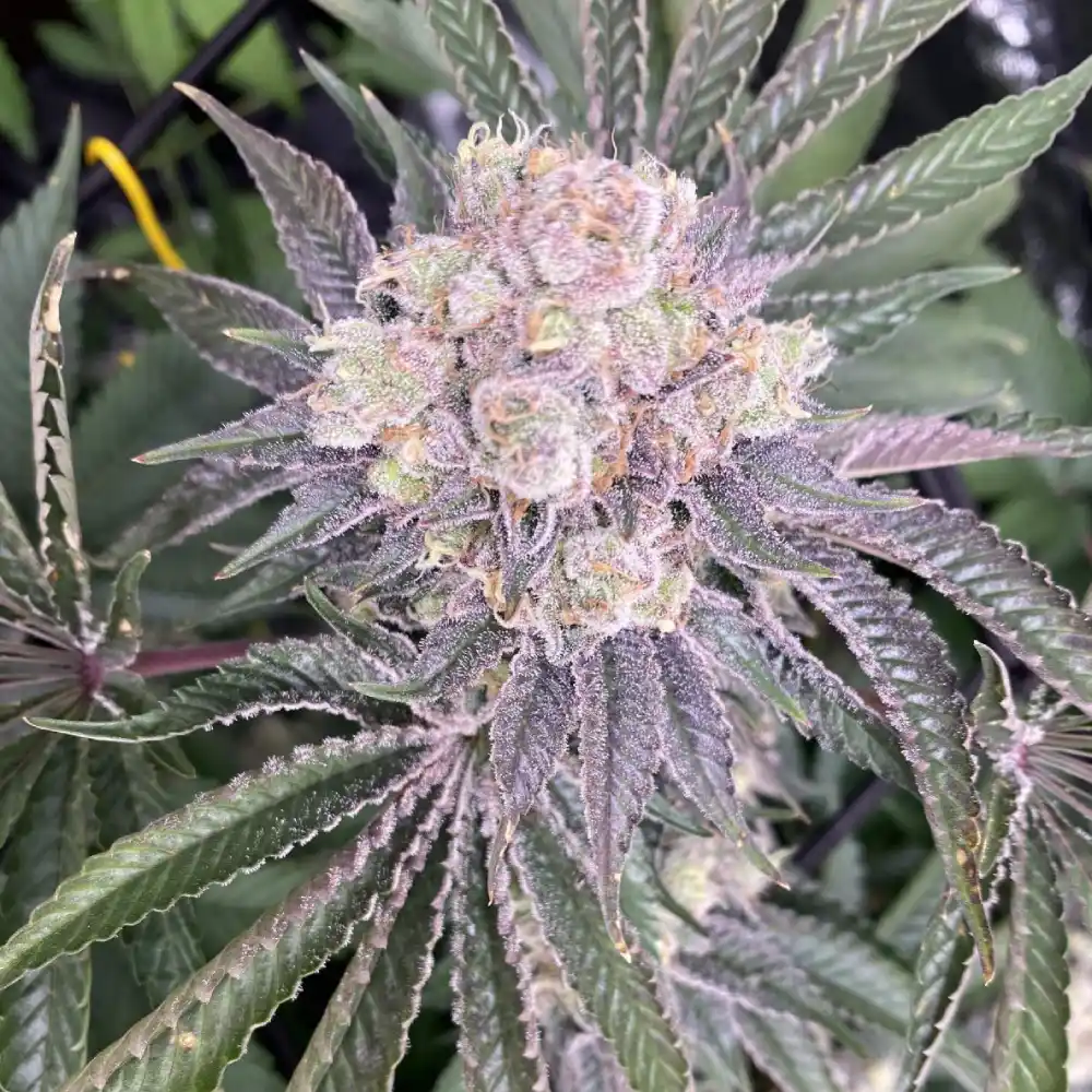 Close-up of Peyote Cookies cannabis plant with frosty, trichome-rich buds, purple-tinted sugar leaves, and orange pistils