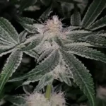 Purple Bubba Kush cannabis plant with frosty, trichome-rich buds and dark green leaves under low light conditions