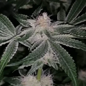 Purple Bubba Kush cannabis plant with frosty, trichome-rich buds and dark green leaves under low light conditions