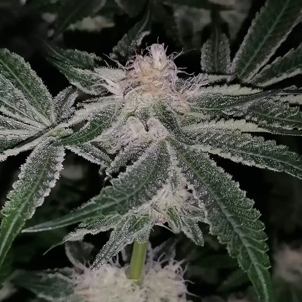 Purple Bubba Kush cannabis plant with frosty, trichome-rich buds and dark green leaves under low light conditions