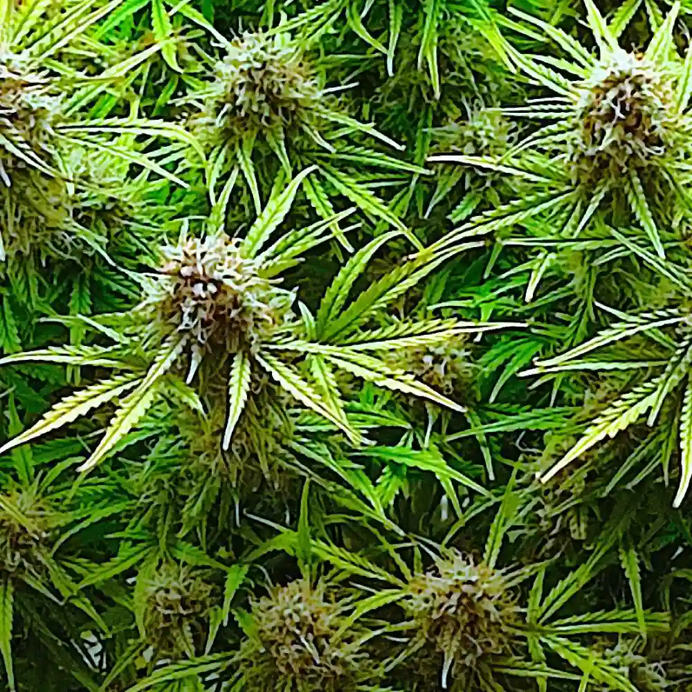 Rainbow Mac cannabis plant with bright green leaves and densely packed buds, highlighting flowering phase with vivid colors.