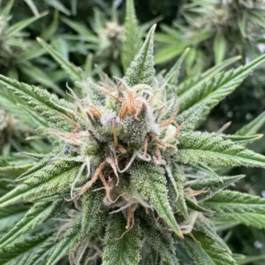 Close-up of Runtz Auto cannabis plant with dense, trichome-rich buds, vibrant green sugar leaves, and orange pistils