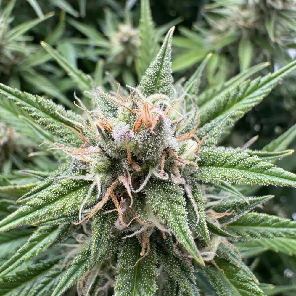 Close-up of Runtz Auto cannabis plant with dense, trichome-rich buds, vibrant green sugar leaves, and orange pistils