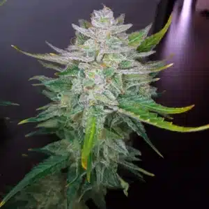 Close-up of Skunk x Blueberry Fast Version cannabis plant with dense, frosty buds and vibrant green sugar leaves under indoor lighting