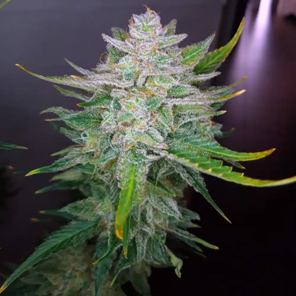 Close-up of Skunk x Blueberry Fast Version cannabis plant with dense, frosty buds and vibrant green sugar leaves under indoor lighting