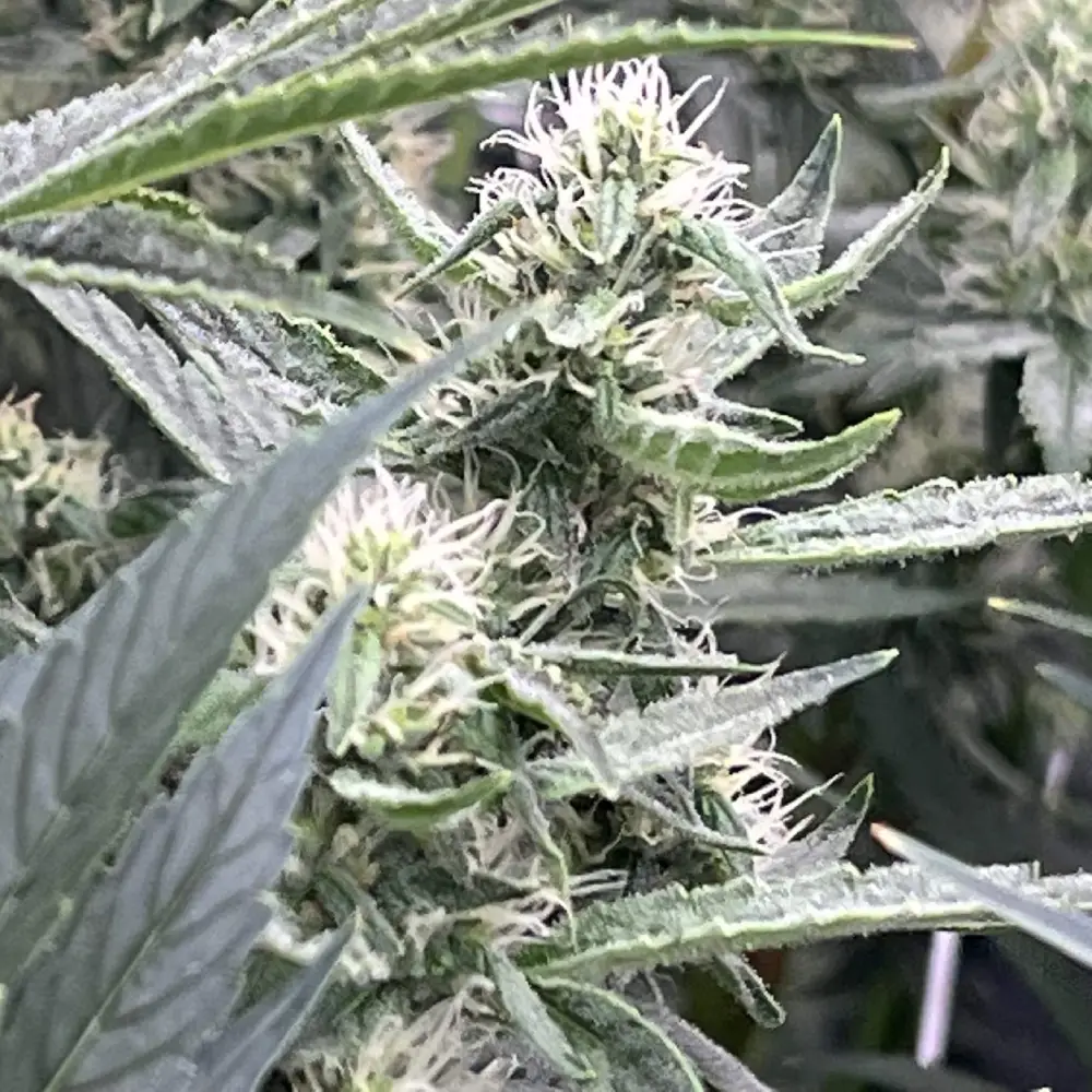 Close-up of Skywalker OG Weed plant with frosty buds, green leaves, and white pistils, highlighting growth features
