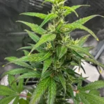 Sour Tsunami Strain cannabis plant with vibrant green leaves and frosty trichomes in a controlled indoor grow environment