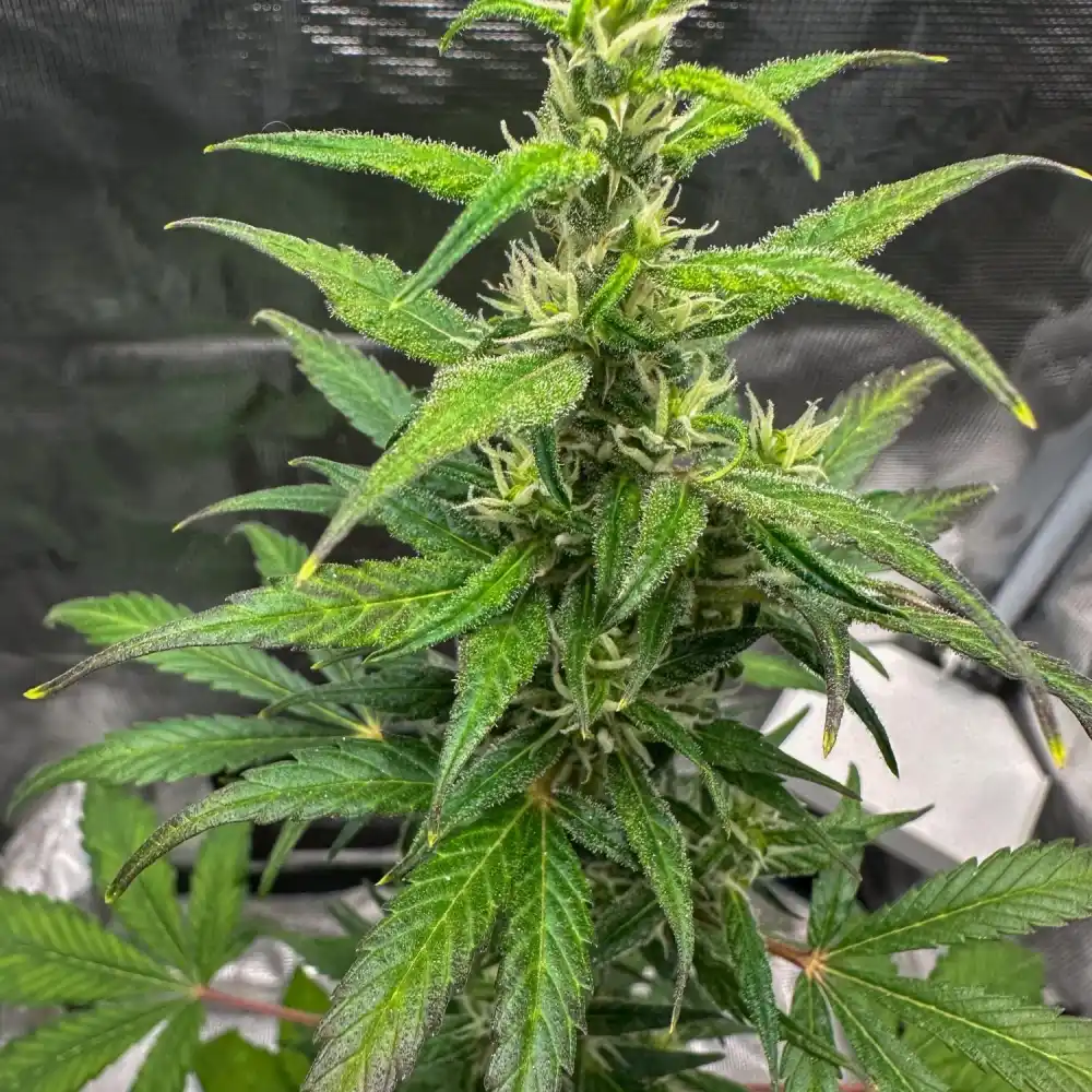 Sour Tsunami Strain cannabis plant with vibrant green leaves and frosty trichomes in a controlled indoor grow environment