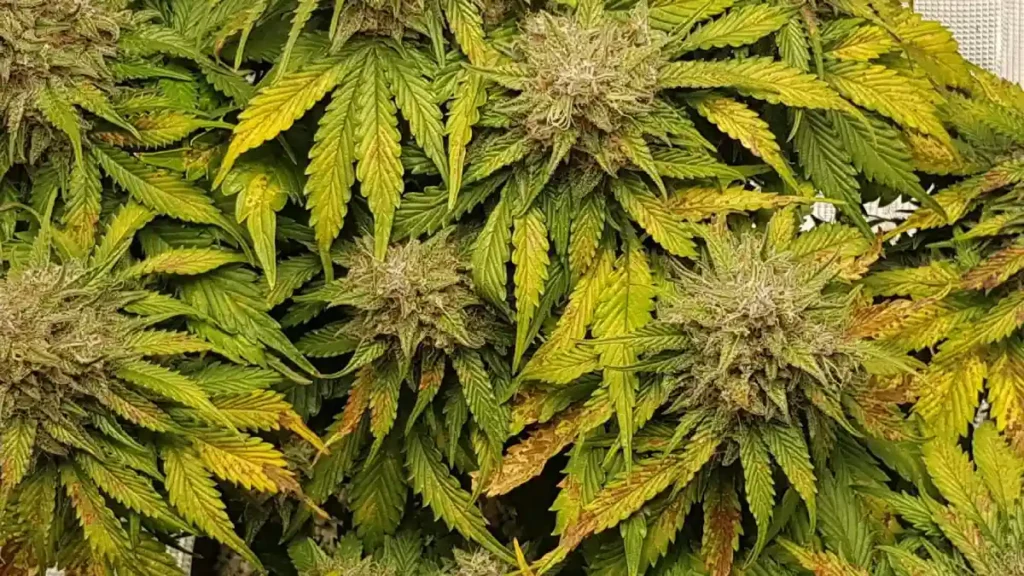 Super Lemon Haze Auto plant with dense buds, vibrant green and yellow leaves, and visible trichomes