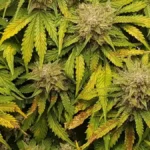 Super Lemon Haze Auto plant with dense buds, vibrant green and yellow leaves, and visible trichomes