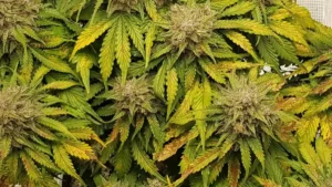 Super Lemon Haze Auto plant with dense buds, vibrant green and yellow leaves, and visible trichomes