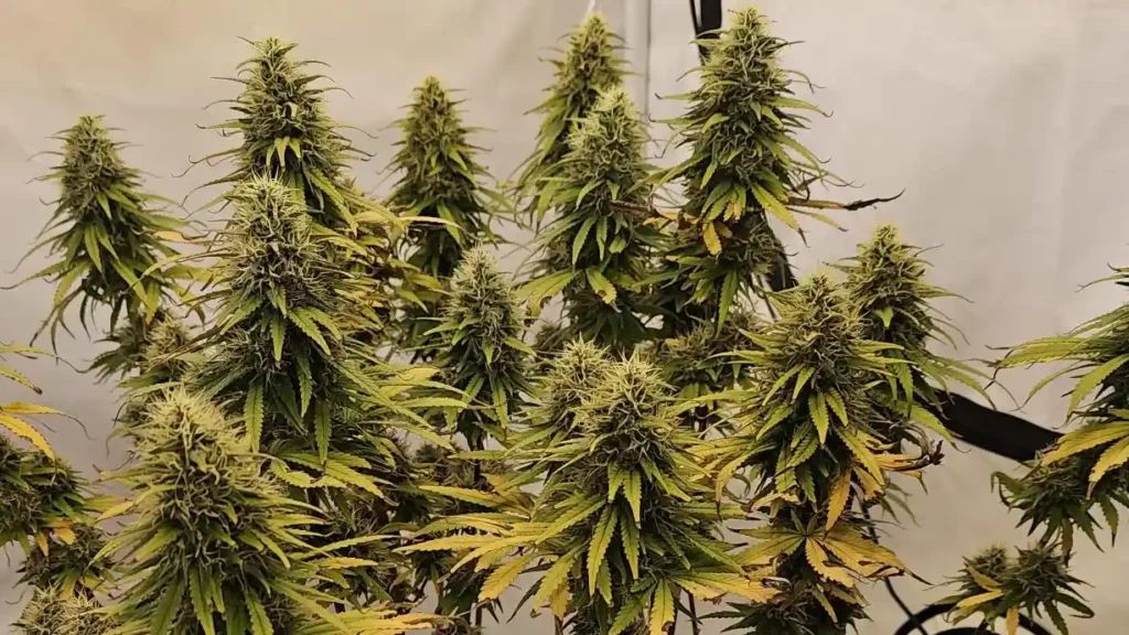 Super Silver Haze Auto seeds plants with multiple tall buds, green and yellow leaves, grown indoors under controlled lighting