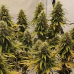 Super Silver Haze Auto seeds plants with multiple tall buds, green and yellow leaves, grown indoors under controlled lighting