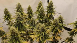 Super Silver Haze Auto seeds plants with multiple tall buds, green and yellow leaves, grown indoors under controlled lighting